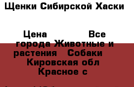 Щенки Сибирской Хаски › Цена ­ 20 000 - Все города Животные и растения » Собаки   . Кировская обл.,Красное с.